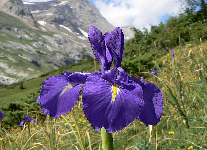 Iris des Pyrénées