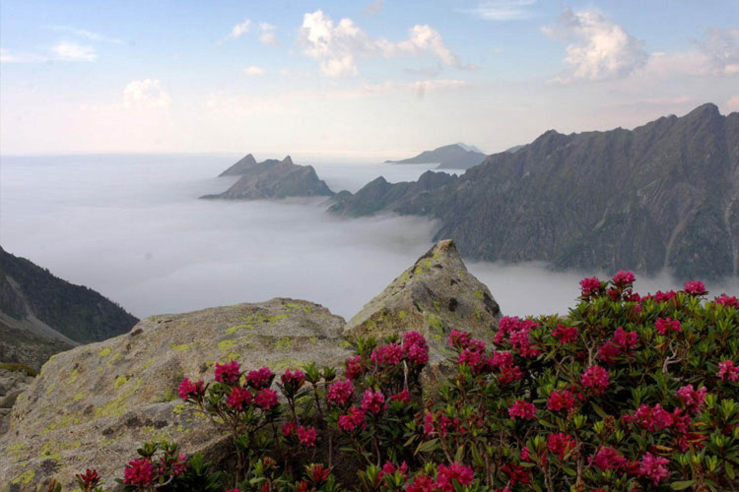 Rhododendron ferrugineux