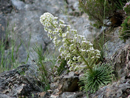 Saxifrage à longues feuilles