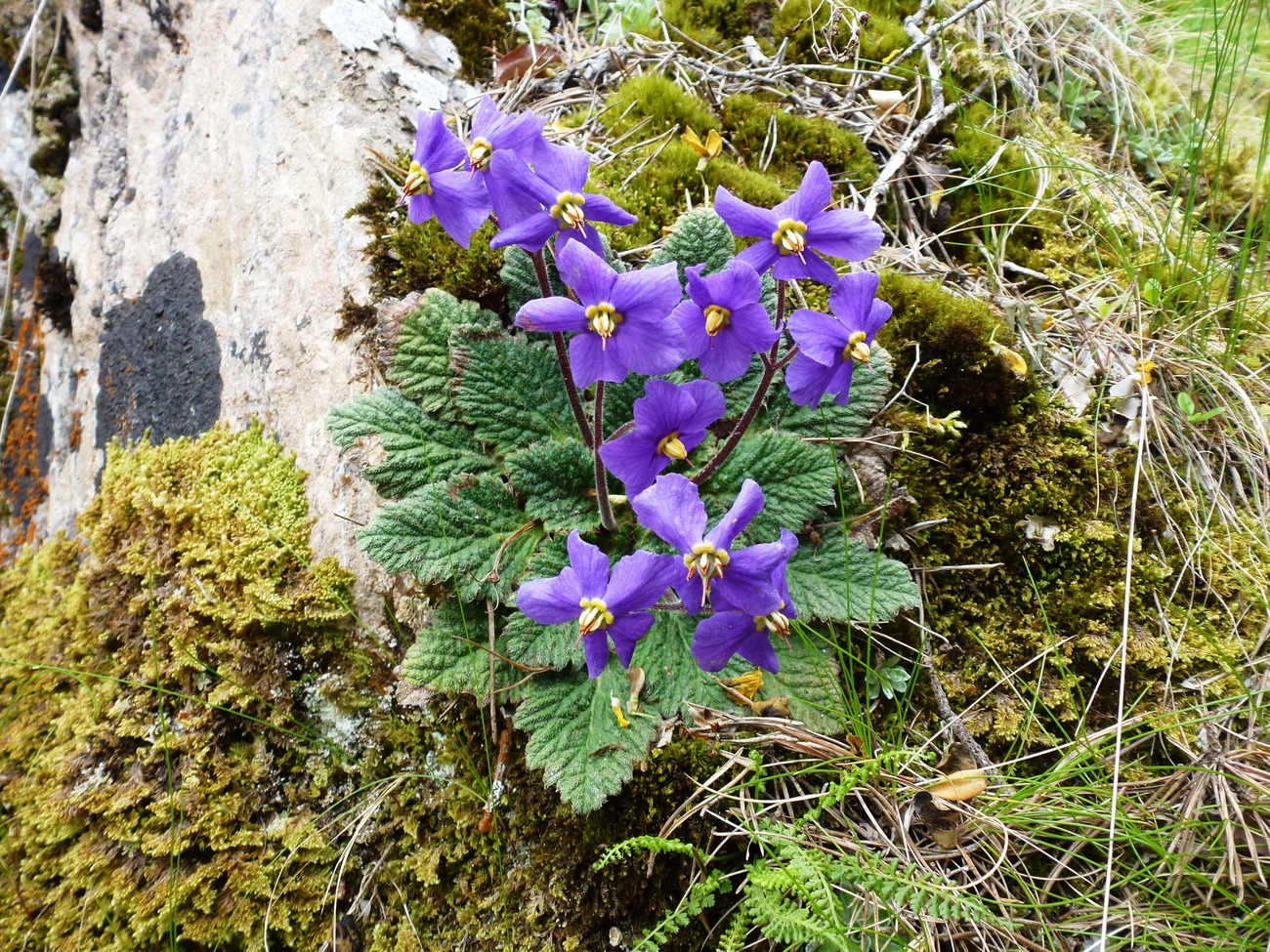 ramonde des pyrenees