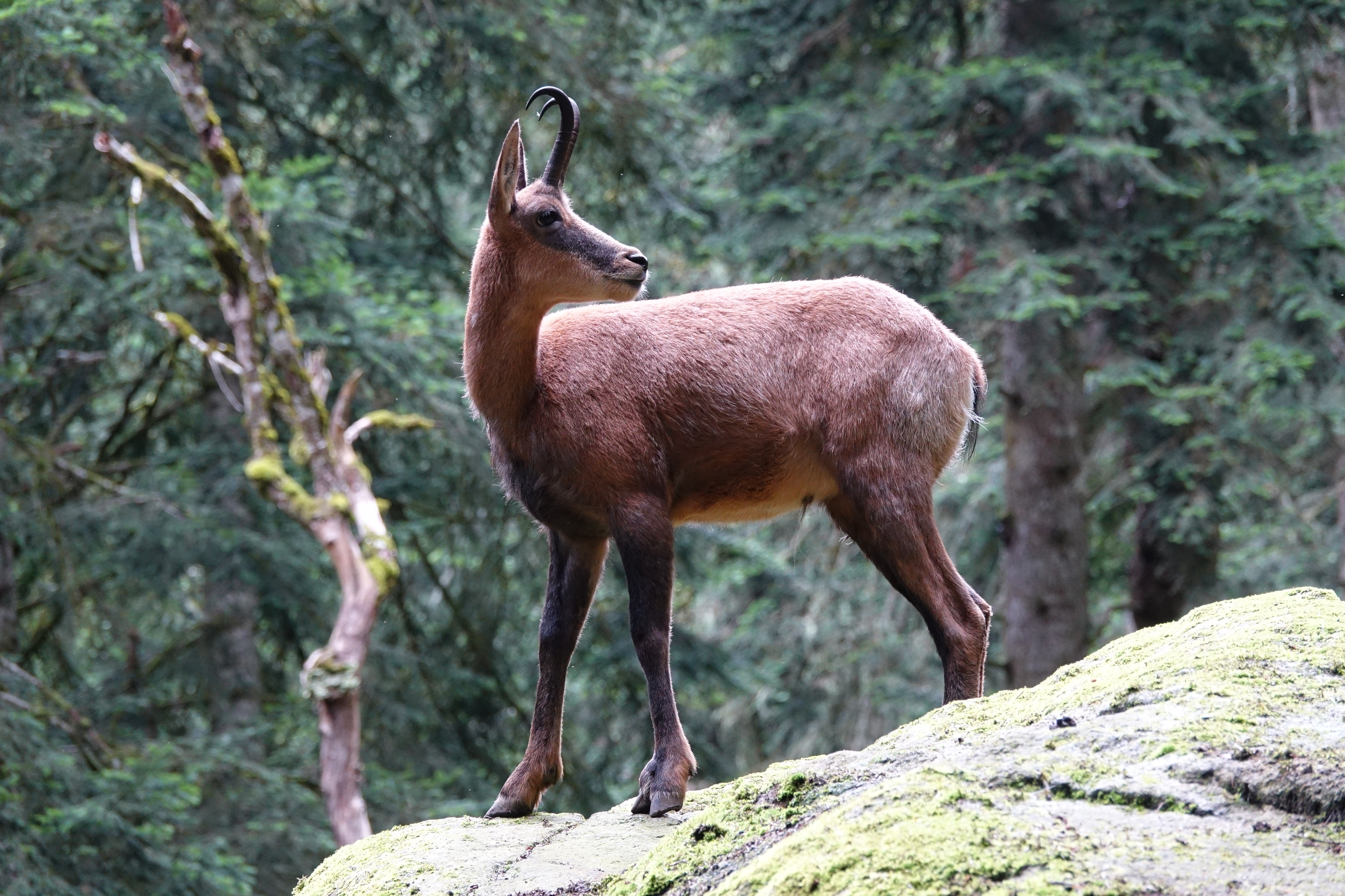Isard