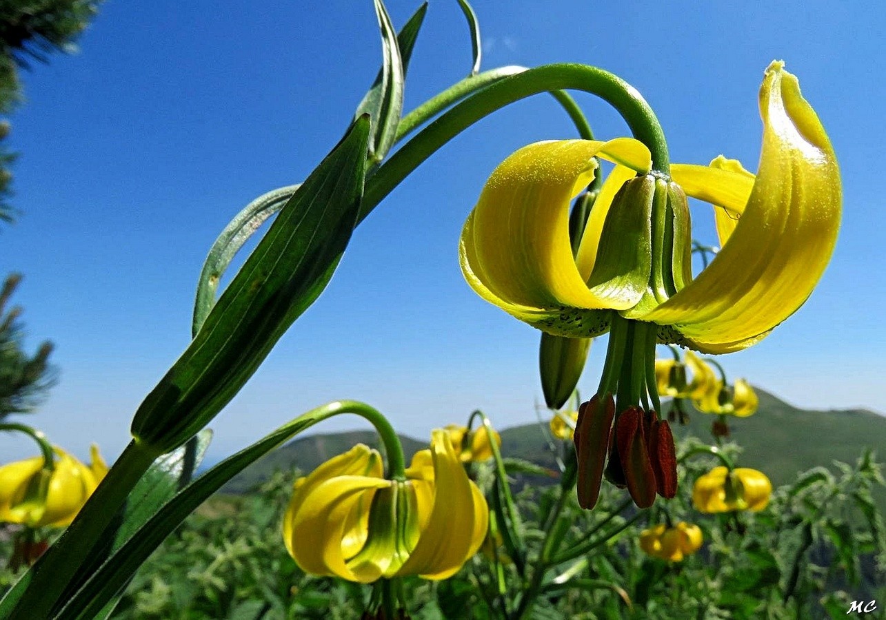 Lys des Pyrénées